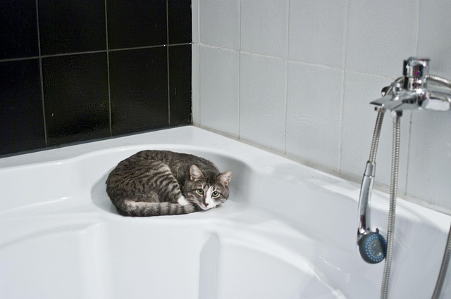 Bathroom Rental