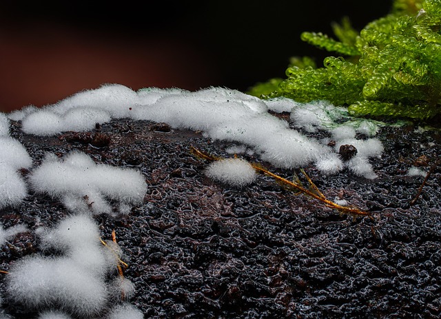 Black Mold Remediation McKinney TX