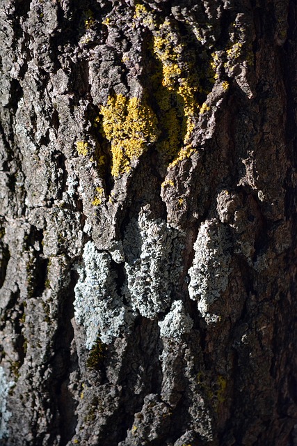 Eradicate Mold: Cleaning Tips & Services in Pomona CA
