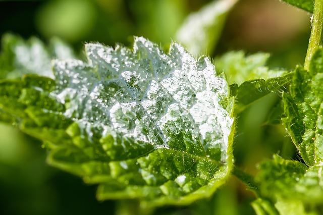 Cleaning Mold And Mildew Pomona CA