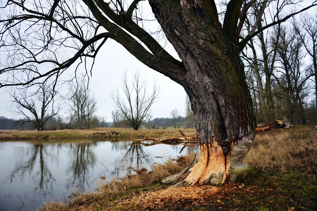 Flood Damage Restoration Fort Collins CO