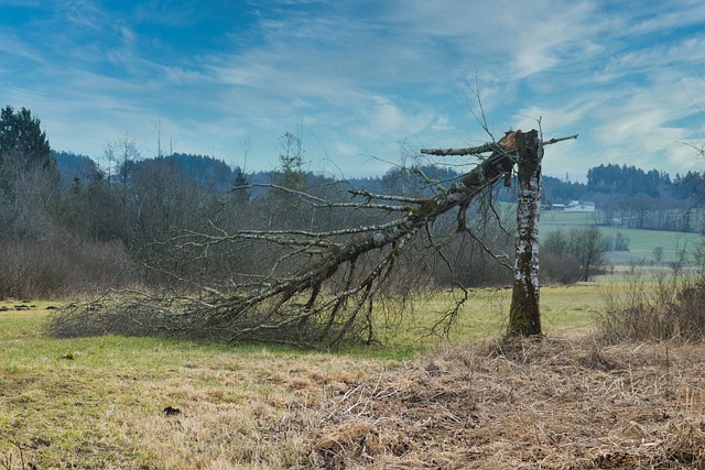 Flood Damage Restoration McKinney TX: Expert Repairs Guide