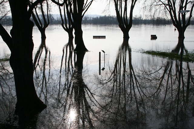 Flooded Carpet Water Removal Fort Collins CO
