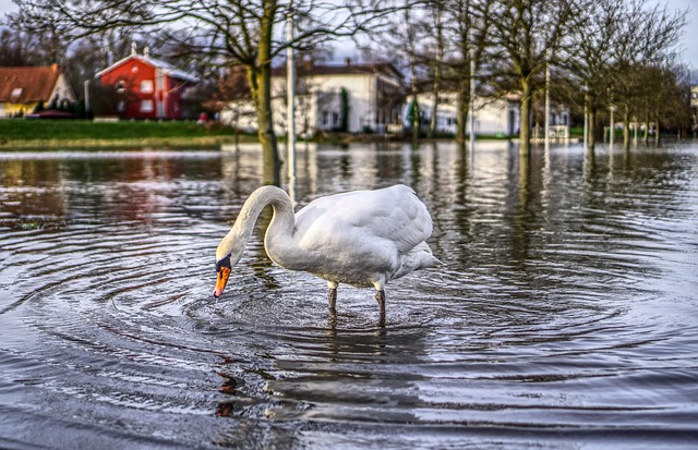 Flooded Carpet Water Removal: Fort Collins CO Restoration Guide