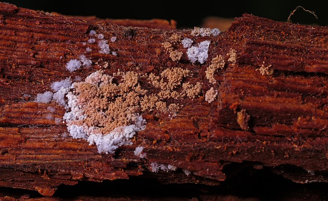 mold-removal-mckinney-tx-640x480-28080808.jpeg