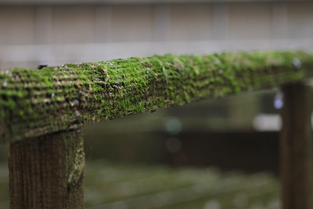 Rapid Mold Assessment & Effective Removal in Norfolk VA Homes