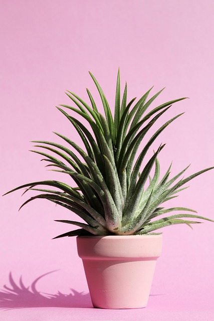 Port A Pot Rental