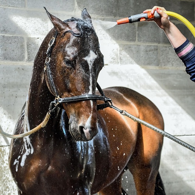 Rent Portable Showers: Solutions for Events & Construction