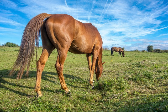 Top Portable Potty Rentals Near You: Your Comprehensive Guide