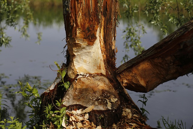 Residential Water Damage McKinney TX