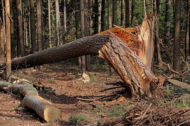 Water Damage Restoration Cost Norfolk VA