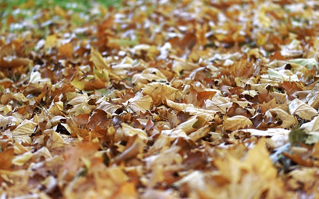 Wet Carpet Drying Fort Collins CO