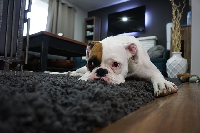 Wet Carpet Drying Norfolk VA
